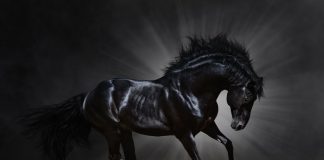 Zilliqa is Showing Itself to be 2020’s Dark Horse