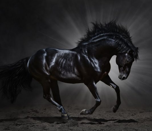 Zilliqa is Showing Itself to be 2020’s Dark Horse