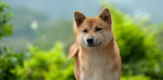 Dogecoin Rate Shoots 50% Greater as Bitcoin Nears $30,000