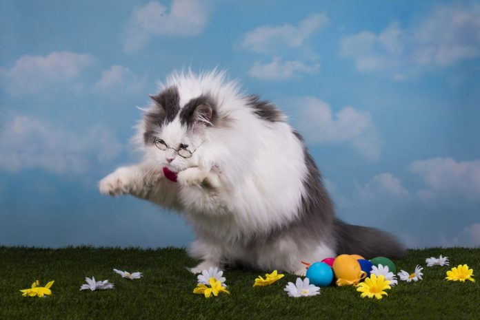 Ripple’s XRP Swells 40% In Spite Of Delisting Concerns; Dead Feline Bounce?