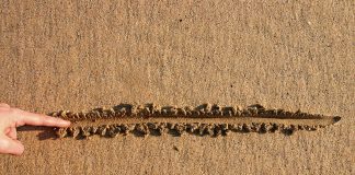 Here’s The Line Separating Bitcoin Supremacy From Altcoin Season