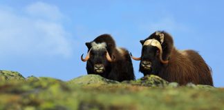 Bitcoin Eyes $41,000- Retest as 2 Indicators Validates Bull Run
