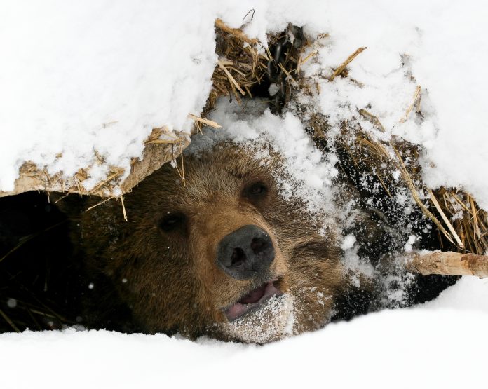 Present Bitcoin Debt Consolidation Zone Might Serve As The Next Bearishness Bottom