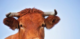 Binance Coin (BNB) Bull Run: Expert Makes Strong Case for $500