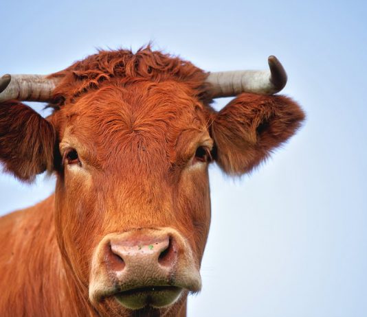 Binance Coin (BNB) Bull Run: Expert Makes Strong Case for $500