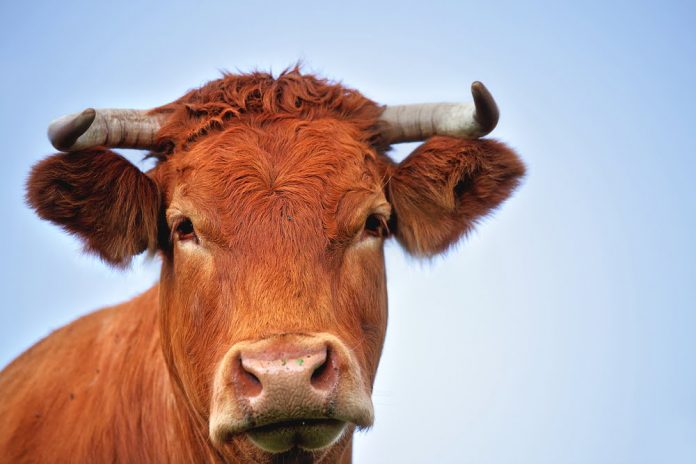Binance Coin (BNB) Bull Run: Expert Makes Strong Case for $500 Binance Coin (BNB) Bull Run: Expert Makes Strong Case for $500