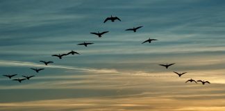 Cardano Creator Expects The Birds to Land in March as ADA Belief Recuperates
