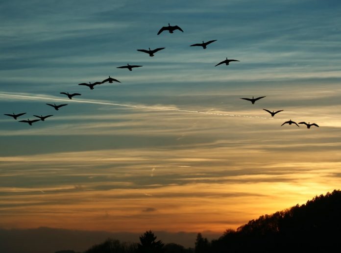 Cardano Creator Expects The Birds to Land in March as ADA Belief Recuperates
