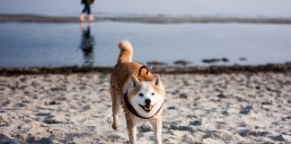 Dogecoin Point Of Views and Gamestop Occurrence