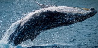 Bitcoin whales on the defense, this is how BTC might reach brand-new highs