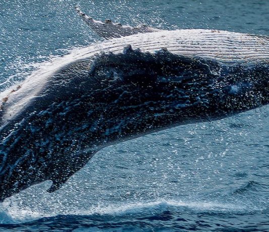 Bitcoin whales on the defense, this is how BTC might reach brand-new highs Bitcoin whales on the defense, this is how BTC might reach brand-new highs