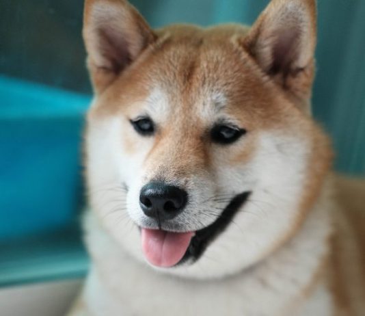 Basics head out The Window, $1 Dogecoin inbound?