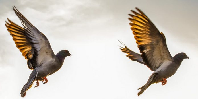 How This Cardano Platform Will Gain From Chainlink Oracles