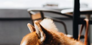 Dogecoin Holds Strong Versus Weekend Flash Crash, What is Occurring?