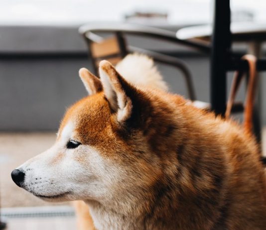 Dogecoin Holds Strong Versus Weekend Flash Crash, What is Occurring?