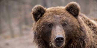Bears Drool As Bitcoin Regular Monthly Close Causes Indecision