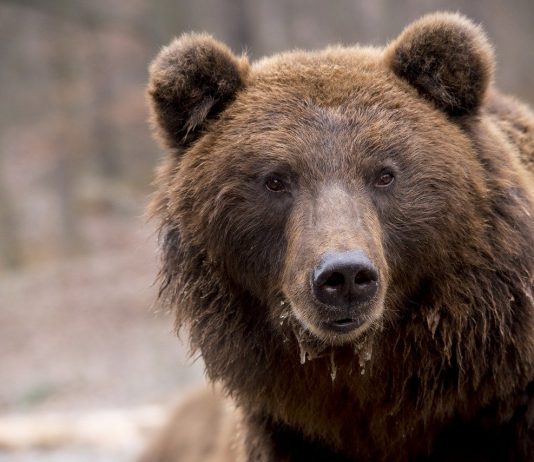 Bears Drool As Bitcoin Regular Monthly Close Causes Indecision