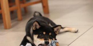 How DOGE Might Bring Destine Crypto Rally