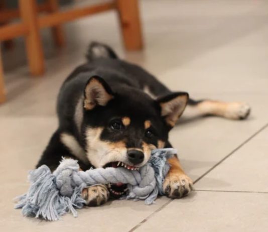 How DOGE Might Bring Destine Crypto Rally