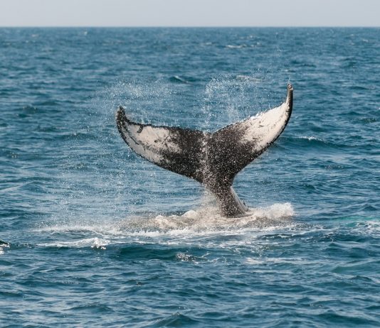 12 K BTC Got Rid Of From Coinbase, Are Whales Relenting? 12 K BTC Got Rid Of From Coinbase, Are Whales Relenting?