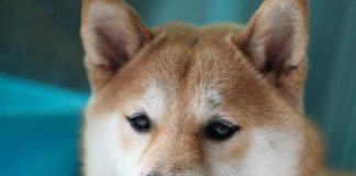 Elon Musk Brushes Off SNL Fail, Strategies To Actually Send Out Dogecoin To The Moon