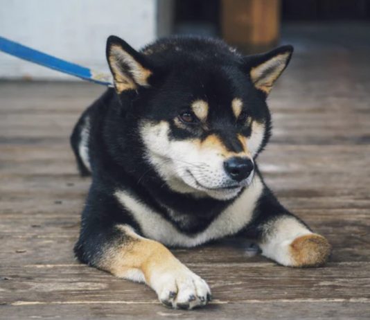 Binance Notes SHIB, Will It End Up Being The Next DOGE?