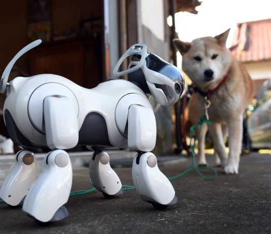 Shiba Inu coin: Ethereum co-founder ‘burns’ billions of dollars in viral pet themed cryptocurrency