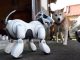 Shiba Inu coin: Ethereum co-founder ‘burns’ billions of dollars in viral pet themed cryptocurrency