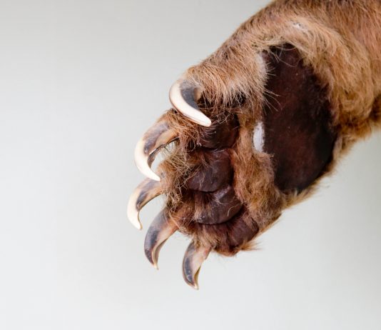Bulls Be Careful: Bears Have Actually Just Now Taken Control Over Bitcoin