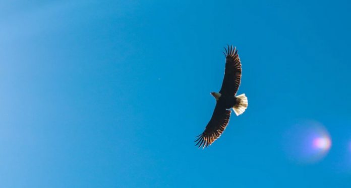 Why This Popular Crypto Expert Bought 1 Million ADA