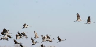 BSC Is on Fire: Projects Migrate to a New Environment