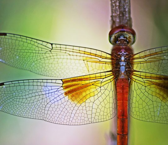 Bitcoin Daily Dragonfly Doji Offers Bulls Hope Of Sharp Turnaround
