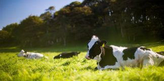 Who Requirements Coal When You Have Cow Dung? Cryptocurrency Mining Goes Brown Who Requirements Coal When You Have Cow Dung? Cryptocurrency Mining Goes Brown