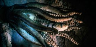 The Very Best Decentralized Derivatives Experience– the Octopus Procedure Vision The Very Best Decentralized Derivatives Experience– the Octopus Procedure Vision