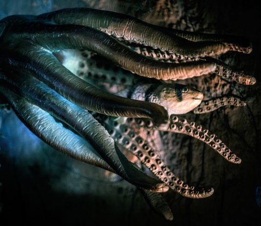 The Very Best Decentralized Derivatives Experience– the Octopus Procedure Vision The Very Best Decentralized Derivatives Experience– the Octopus Procedure Vision