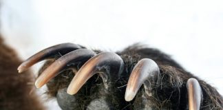 Bitcoin Bull Trap: Bears Start To Dig Claws Into Crypto Pattern