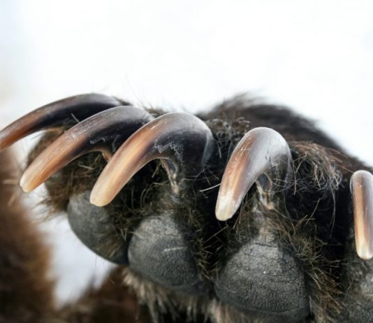 Bitcoin Bull Trap: Bears Start To Dig Claws Into Crypto Pattern