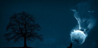 Coinbase Pro To Note Shiba Inu, The “Dogecoin Killer” Rate Soars