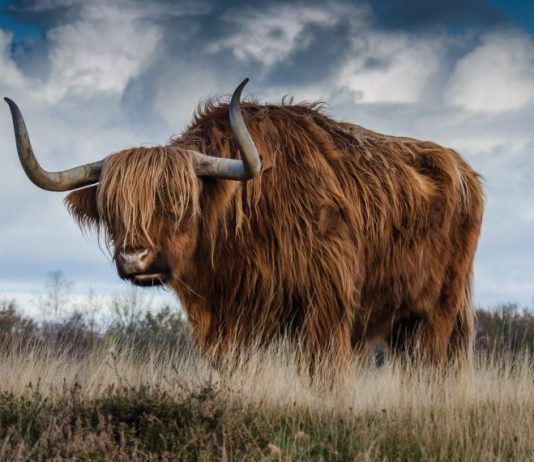 Bitcoin Exchange Netflows Are Unfavorable, Could A Bull Run Be Coming?