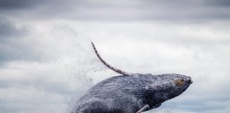 Bitcoin Exchange Reserves Make A Sag, Are Whales Beginning To Build Up?