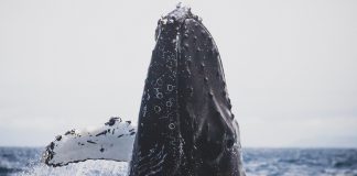 Bitcoin Whale Ratio Soars, Could A Crash Be Coming? Bitcoin Whale Ratio Soars, Could A Crash Be Coming?