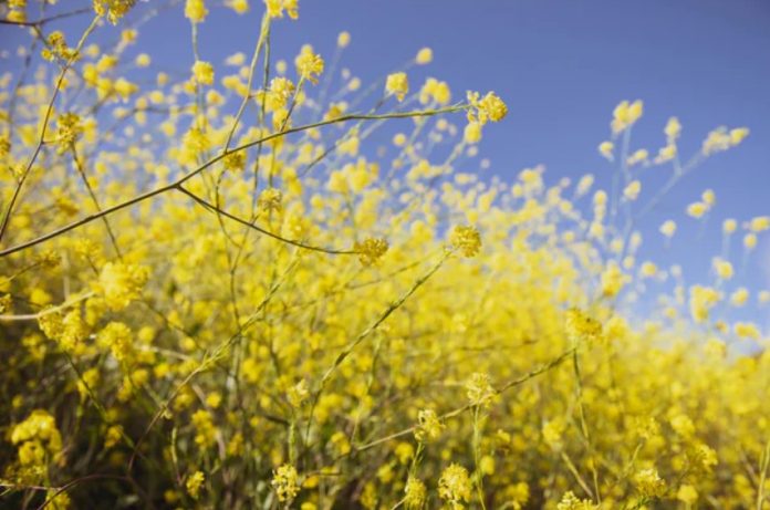 Why This Token Thrives With A 38% Revenue While Bitcoin And Ethereum Bleed