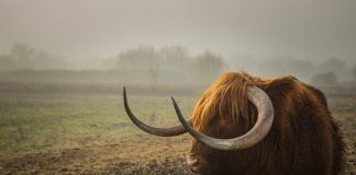 This Bitcoin Indication May Suggest Bull Run Is Still On