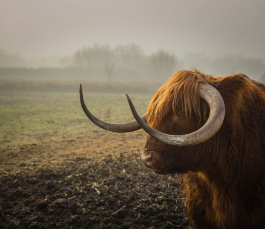 This Bitcoin Indication May Suggest Bull Run Is Still On