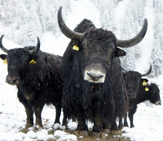 Big Bitcoin Outflows On Binance, BTC To Break $40 k Quickly?