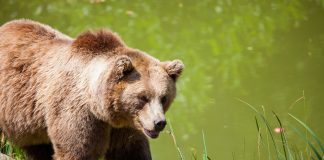 Bitcoin Rate Drops 5% As 12 k BTC Circulation Into Binance