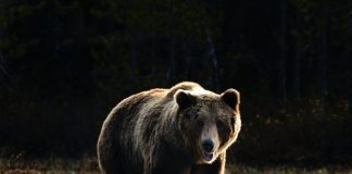 Bitcoin Turns Bearish As Whales Sell-Off On Gemini Bitcoin Turns Bearish As Whales Sell-Off On Gemini