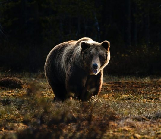 Bitcoin Turns Bearish As Whales Sell-Off On Gemini