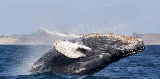 These Ethereum Indicators Program Whales Continue To Accumulate These Ethereum Indicators Program Whales Continue To Accumulate