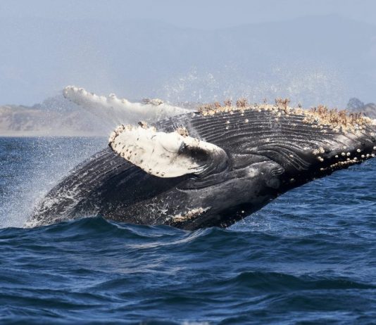 These Ethereum Indicators Program Whales Continue To Accumulate These Ethereum Indicators Program Whales Continue To Accumulate